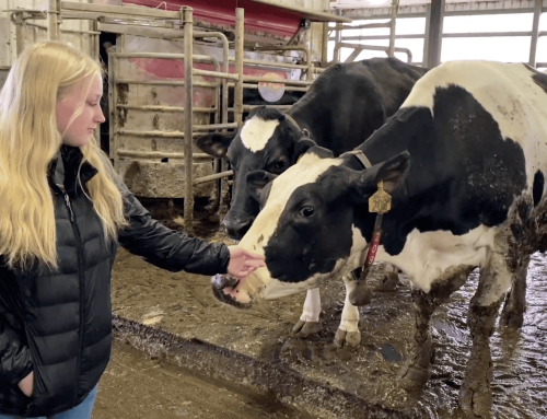 Herding Success: Preparing a Future Through Dairy